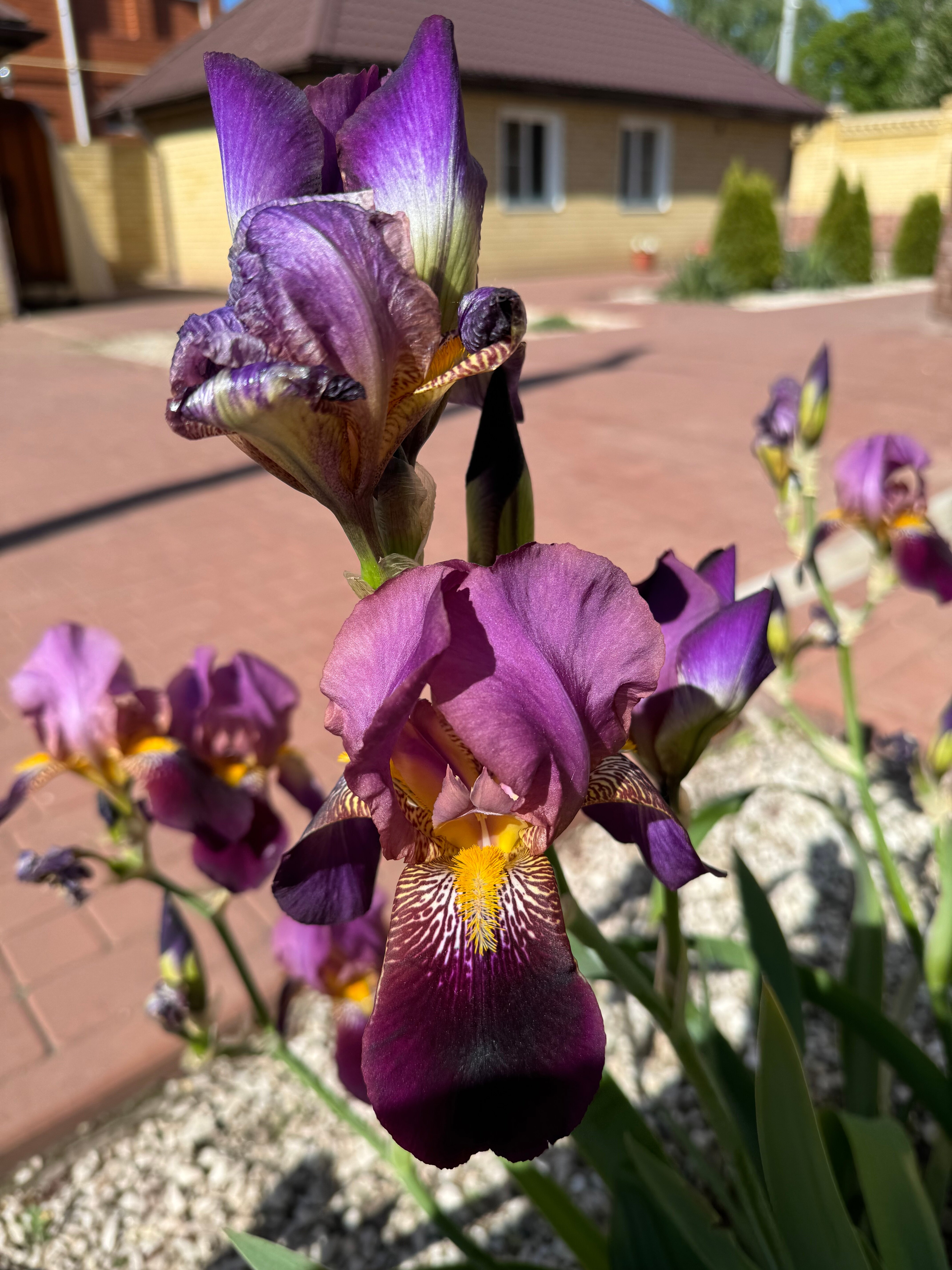 Фото Роял Кастл