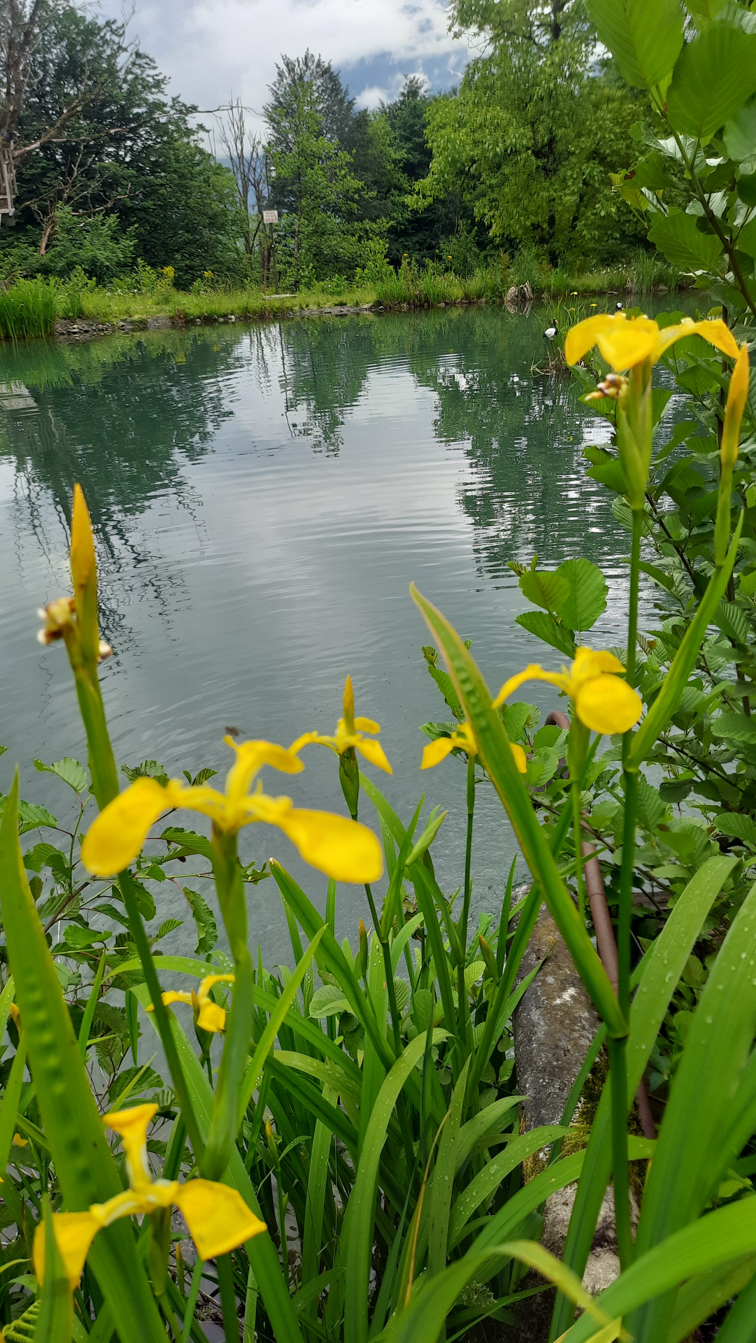 Фото Рыбино