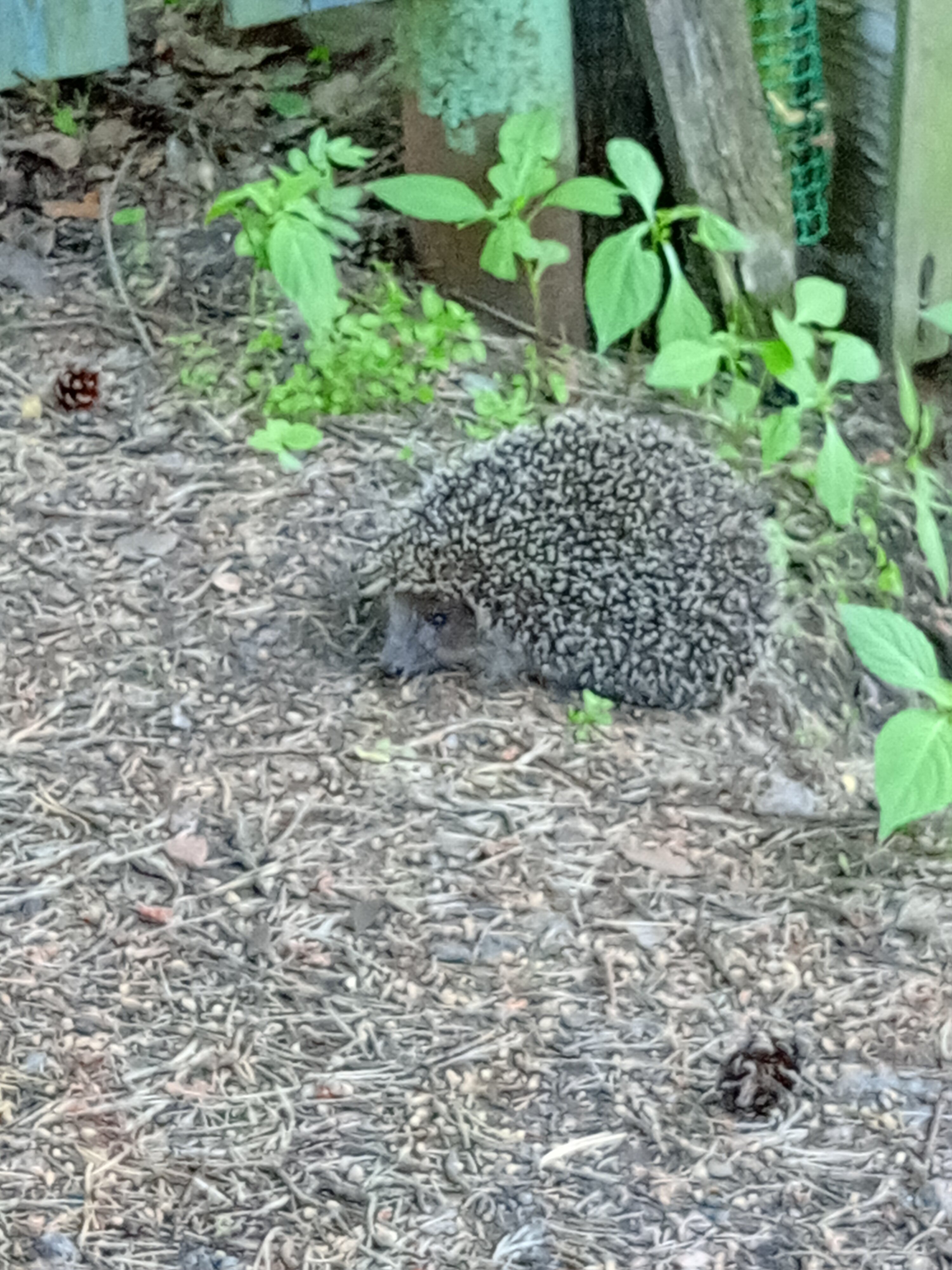 Фото Мельничный Ручей