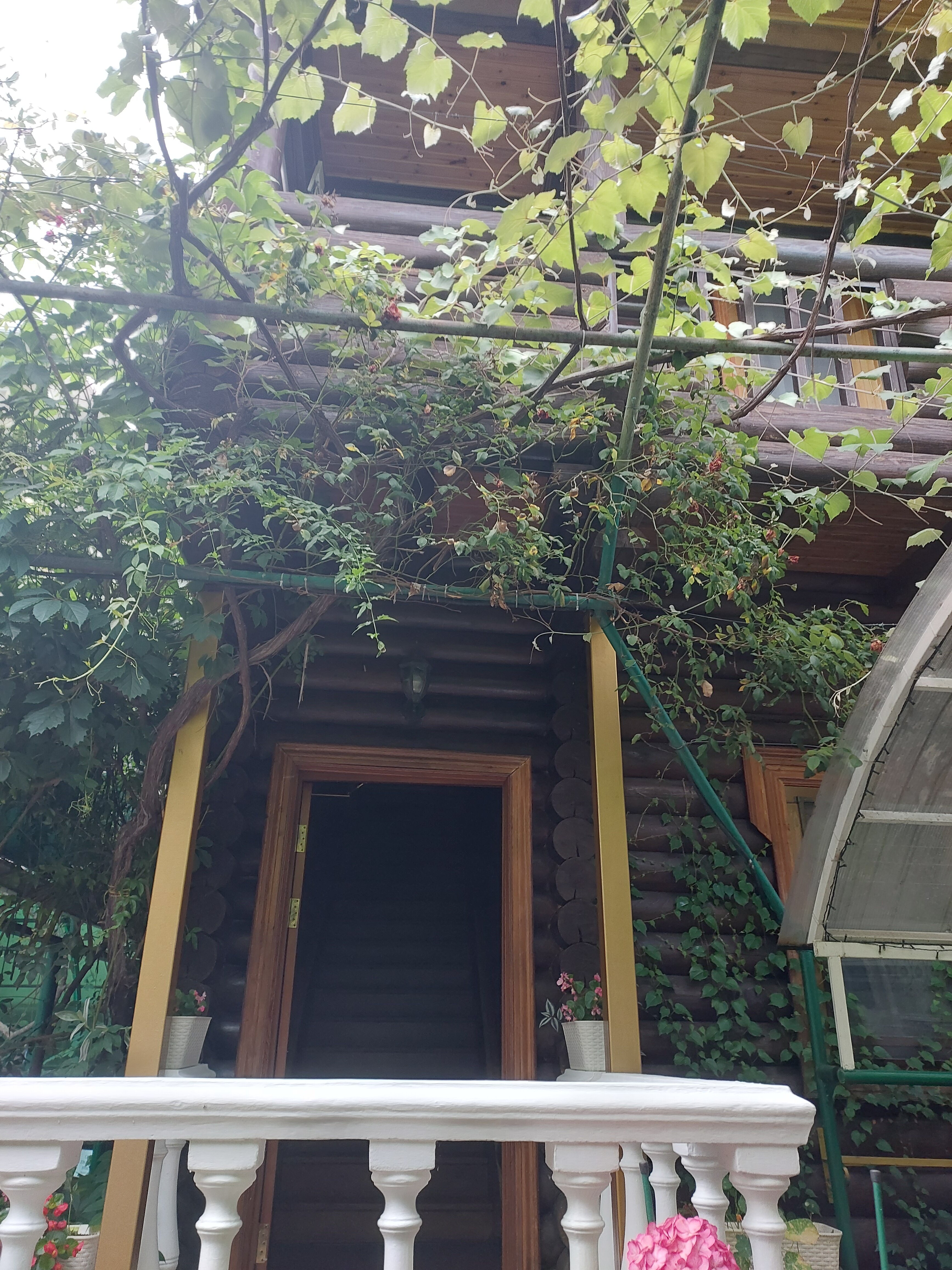 Фото Эдельвейс