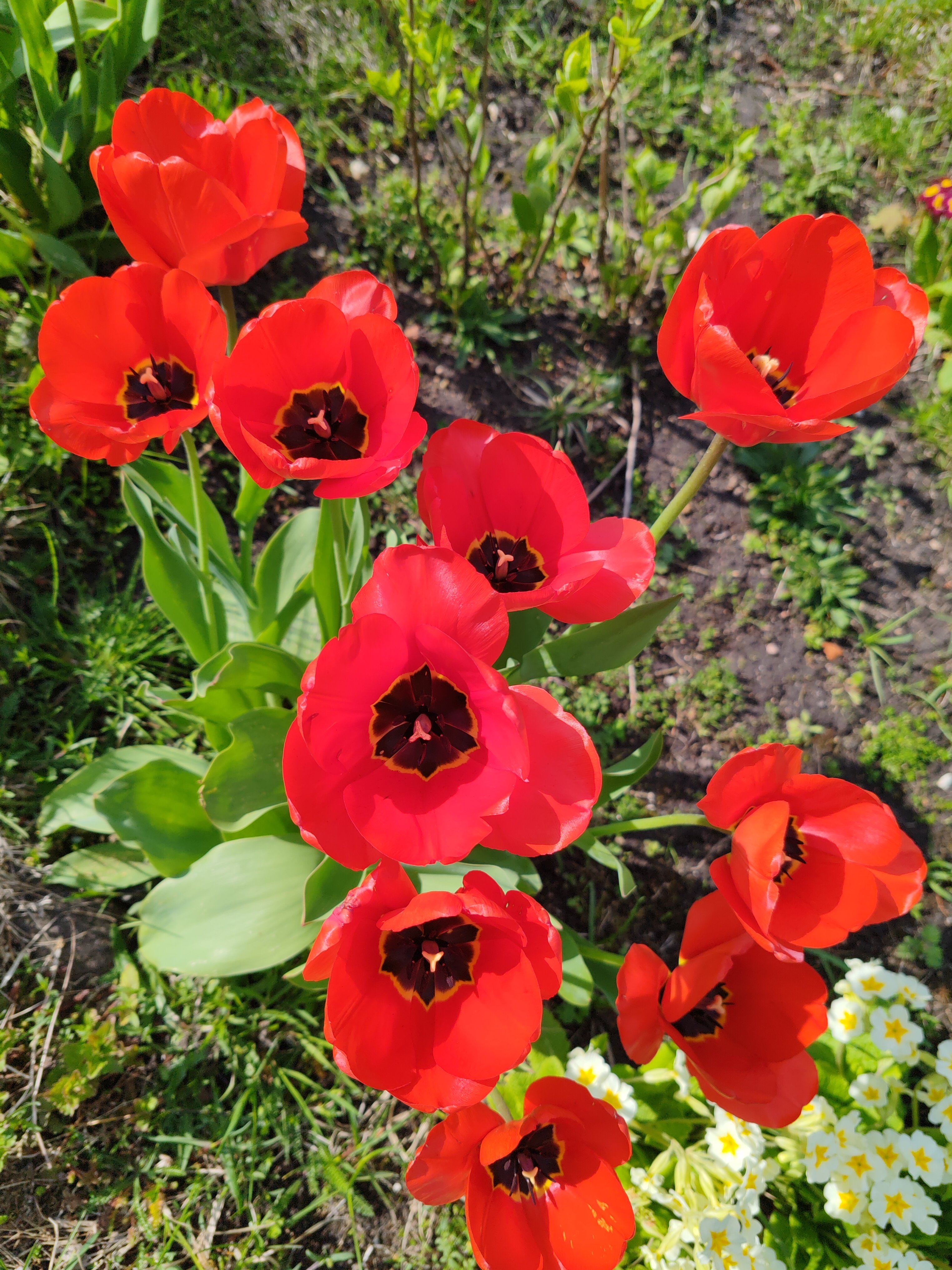 Фото Журавушка