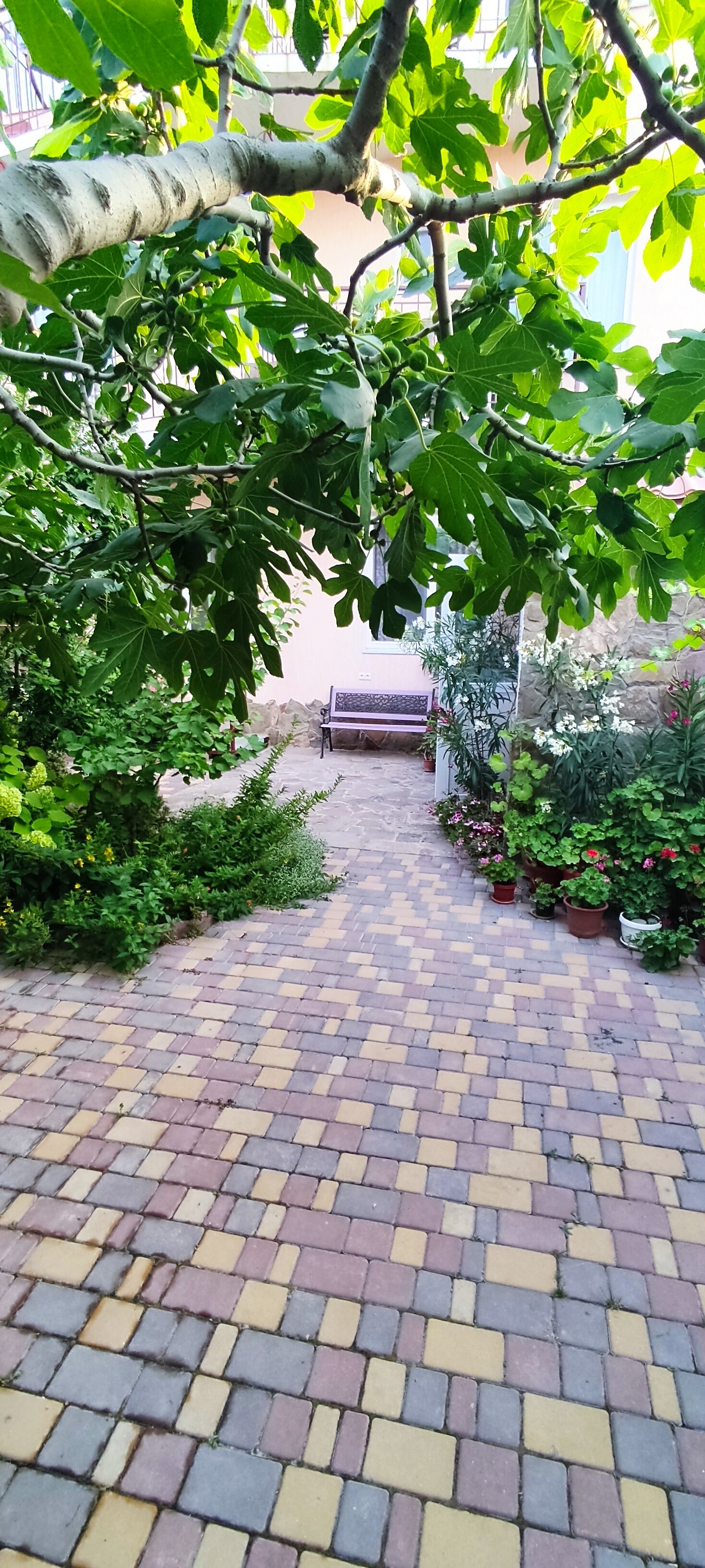 Фото Ассоль Судак