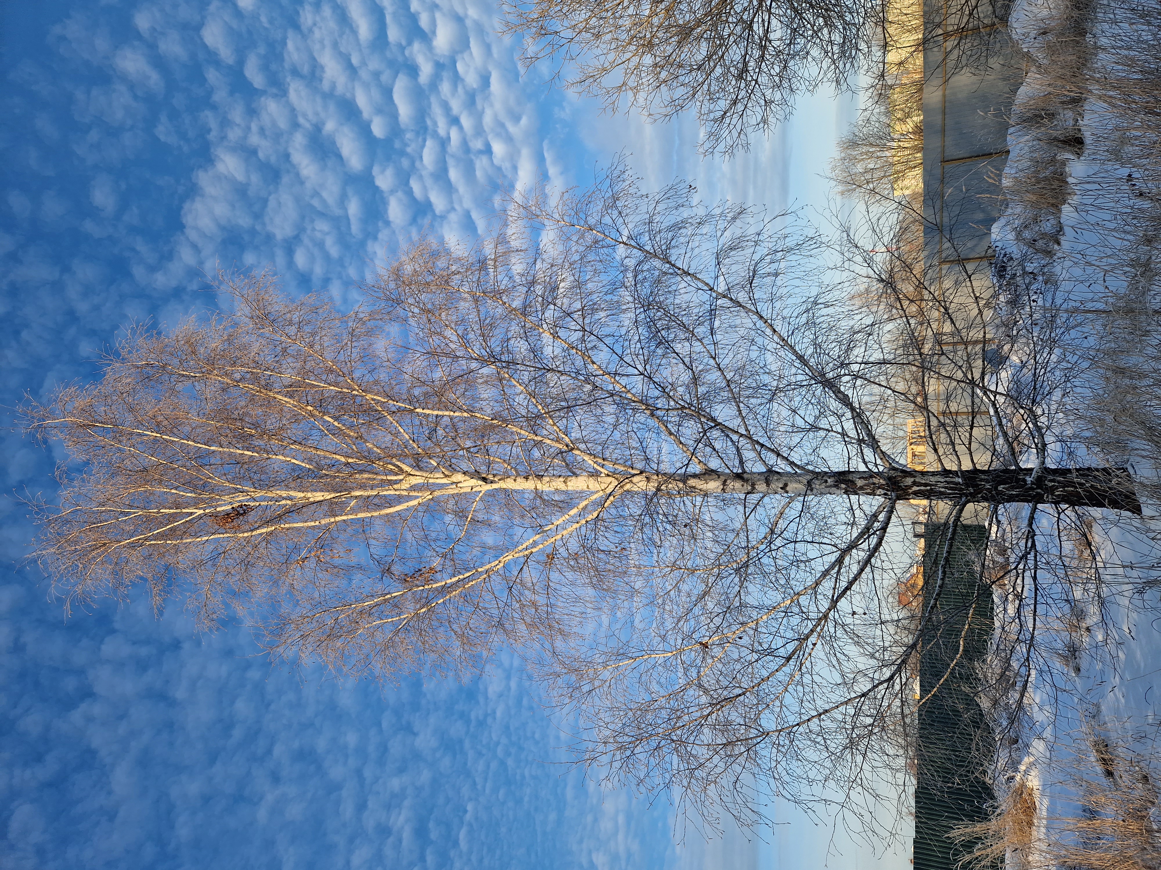 Фото Светлая роща