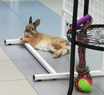 Zoodieta (Moscow, Novomoskovskiy Administrative Okrug, Scherbinka District, Chechyorsky Drive, 122к3), veterinary clinic