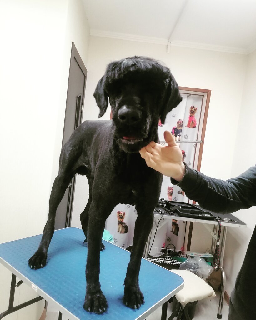 Pet salon Зоосалон, Serpuhov, photo