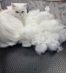 Бон-Бон (Zelinskogo Street, 33), pet salon