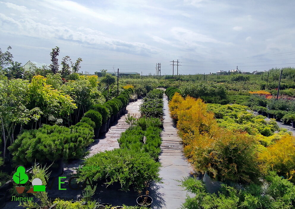 Garden center Vega, Lipetsk Oblast, photo