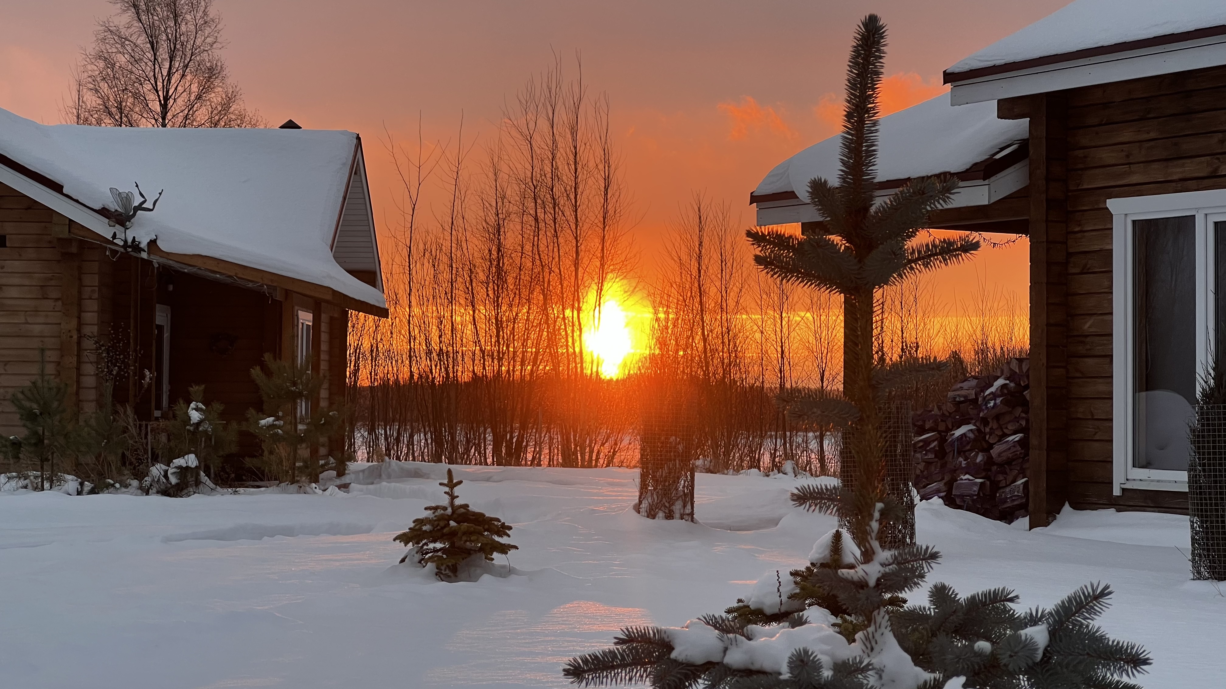 Фото Крокус