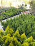 Garden Sad (Ryabovskoe Highway, 151), centro de jardinería