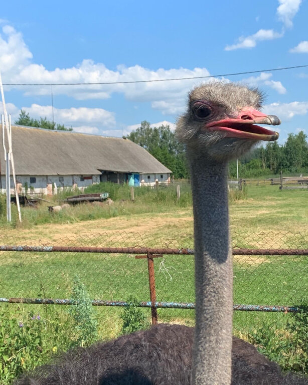 Отдых на ферме Агроусадьба Слуцкий страус, Минская область, фото
