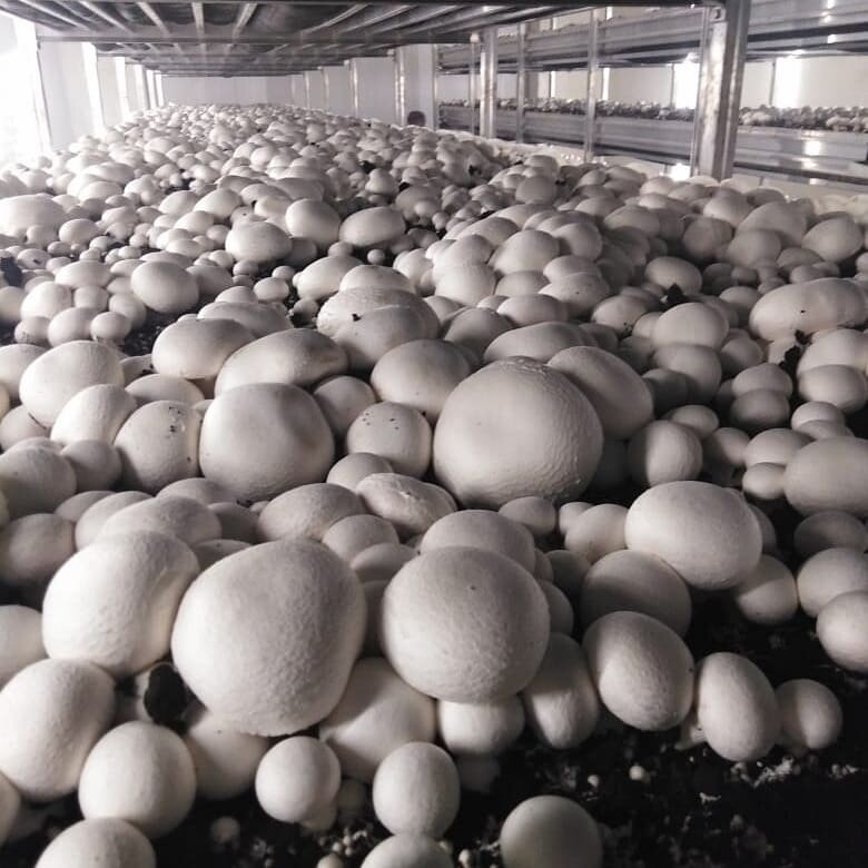 Agricultural enterprise Грибная ферма Шелеховский гриб Байкалэкопродукт, Irkutsk Oblast, photo