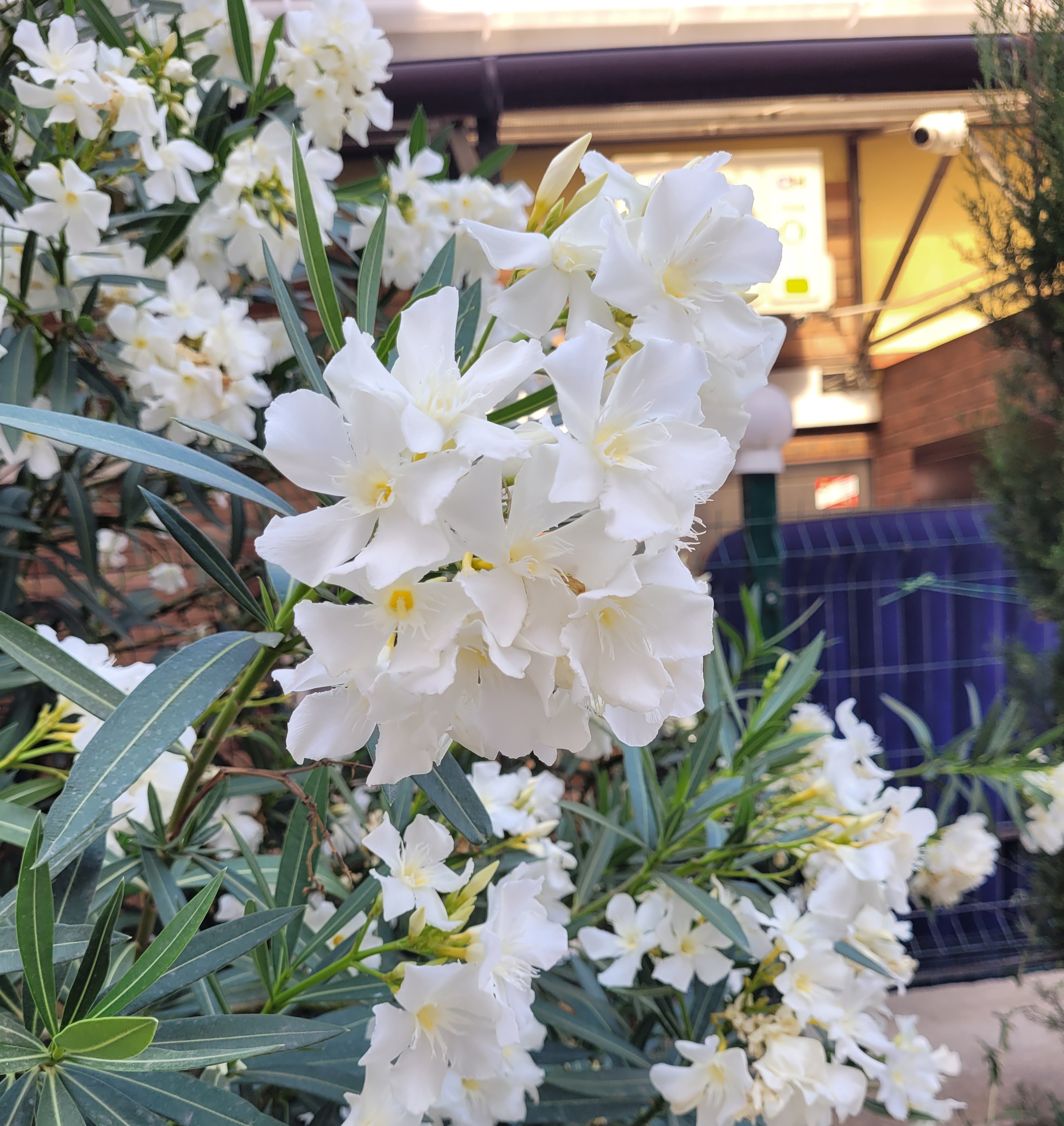 Фото Лаванда