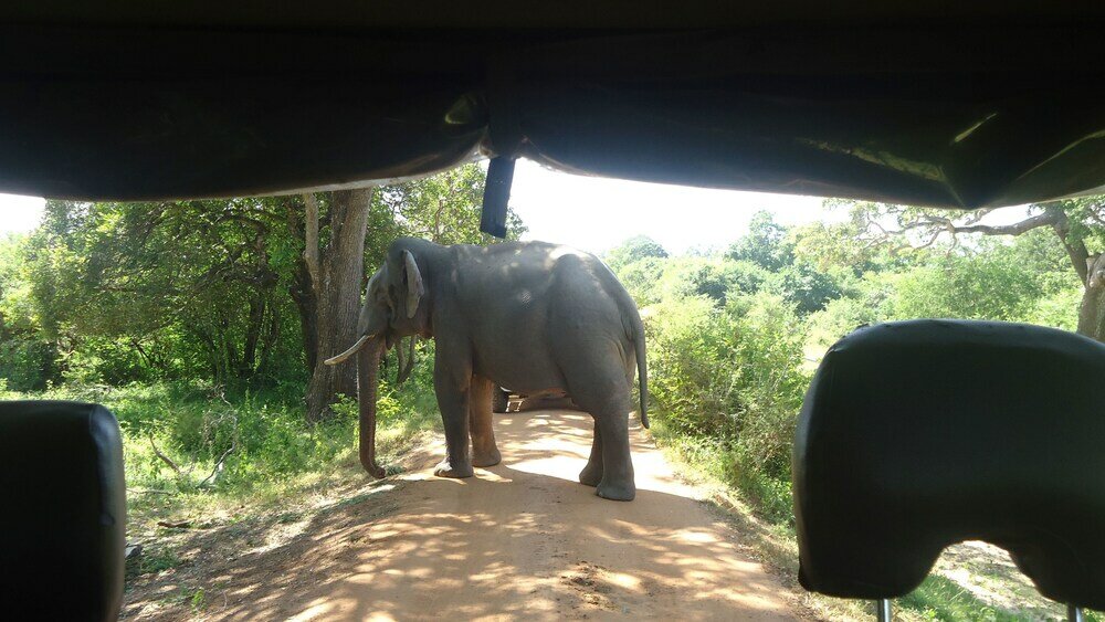 Фото Курортный Отель Heina Nature Resort & Yala Safari