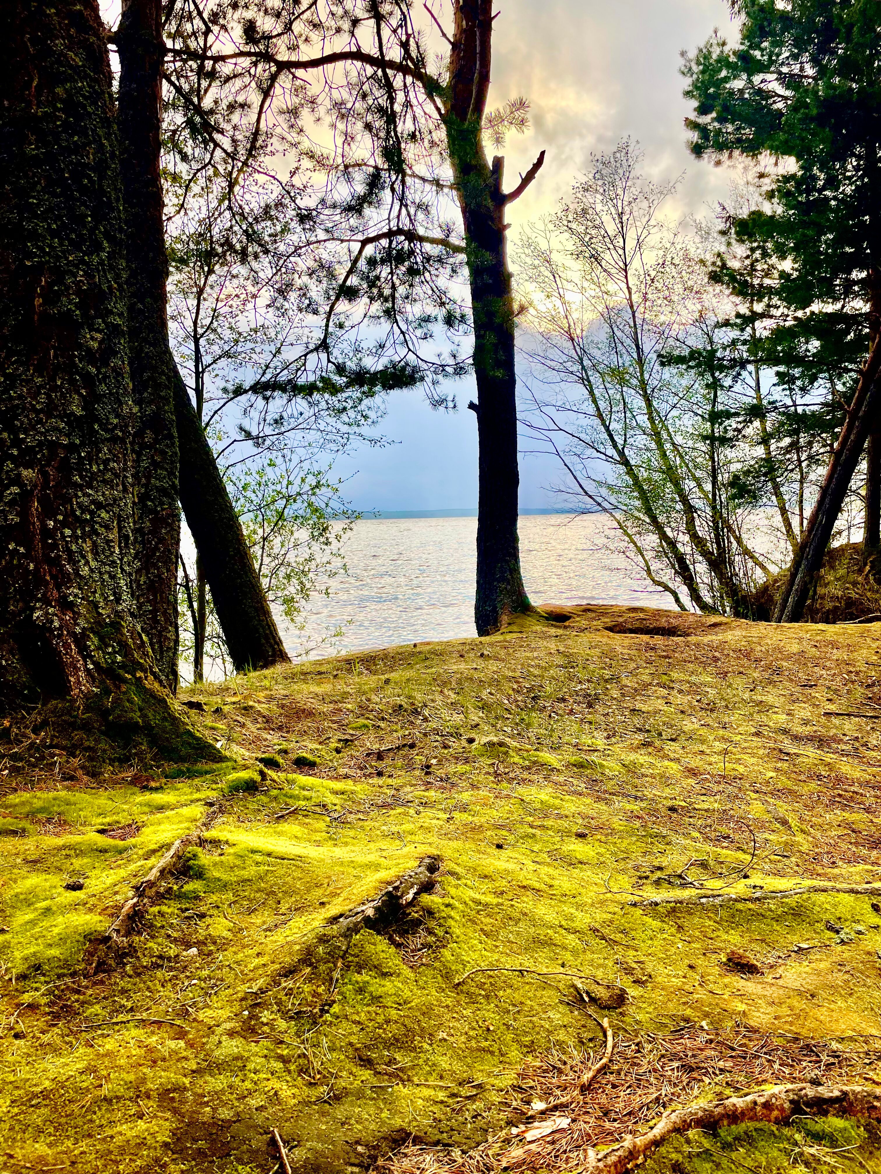 Фото Можжевеловый бор