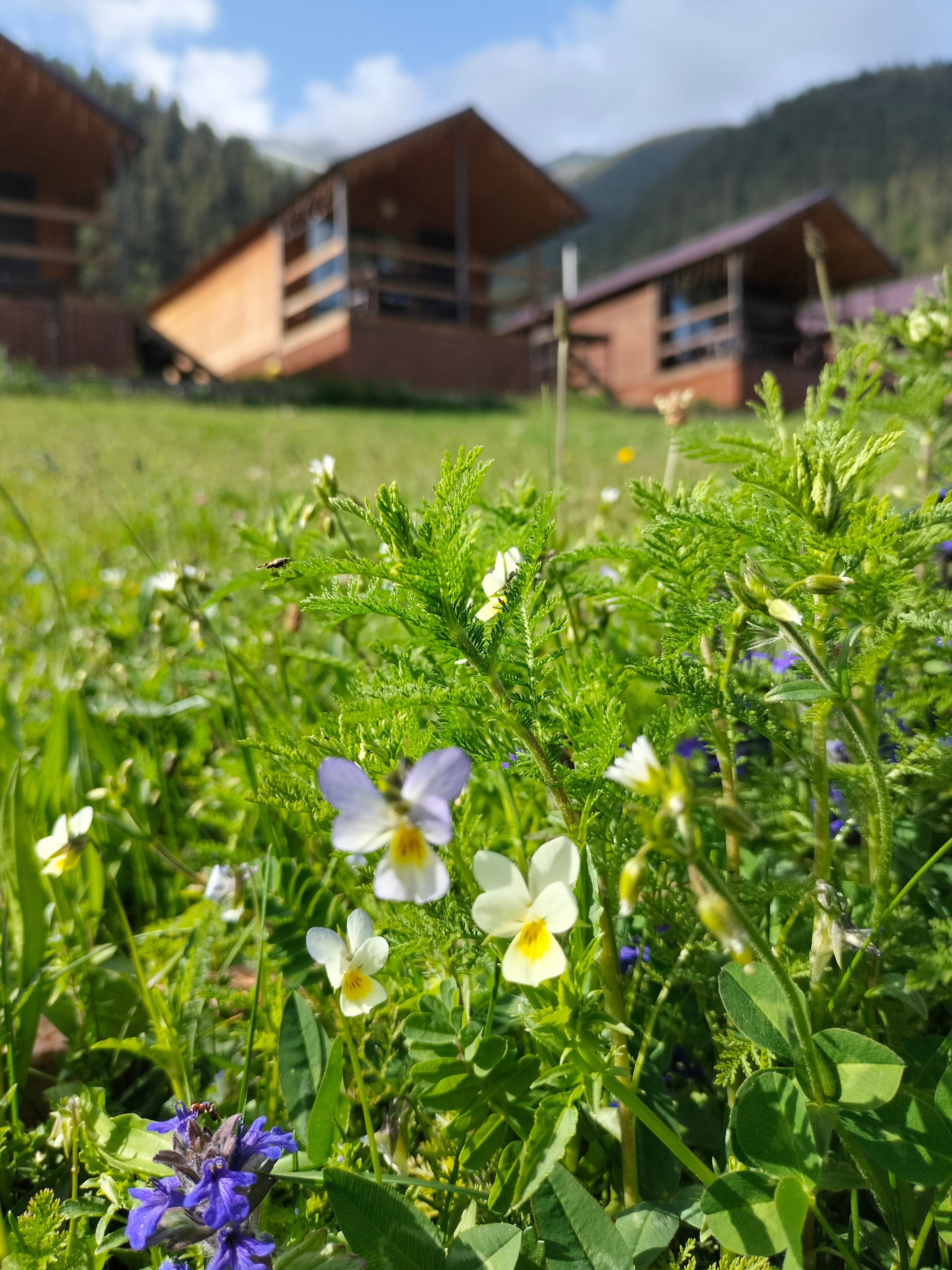 Фото Arkhyz Family Lodge