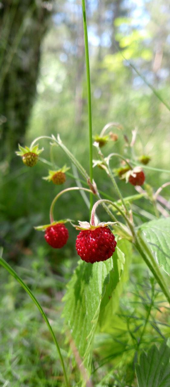 Фото Куршале