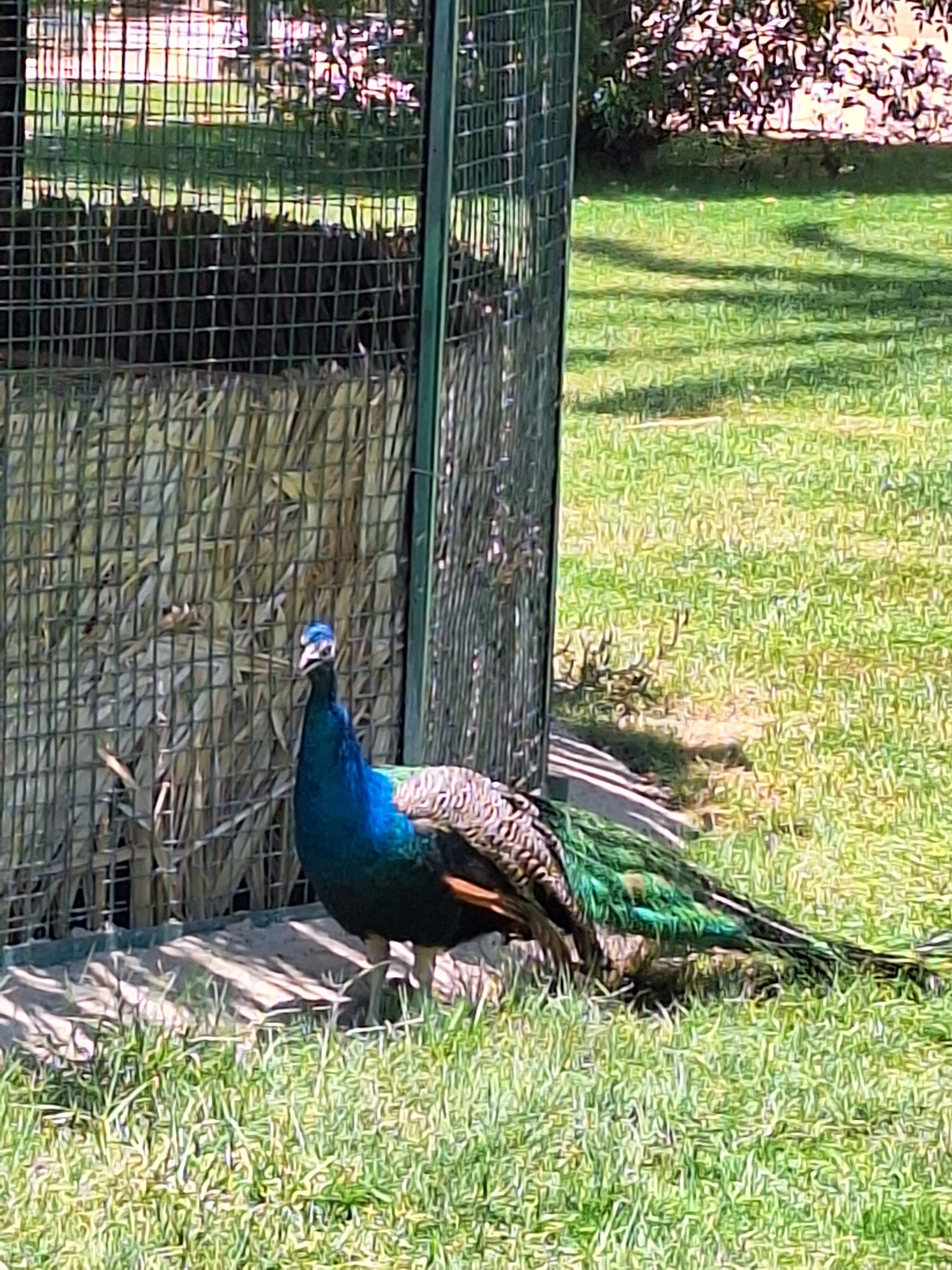 Фото JAZ Royal Palmariva