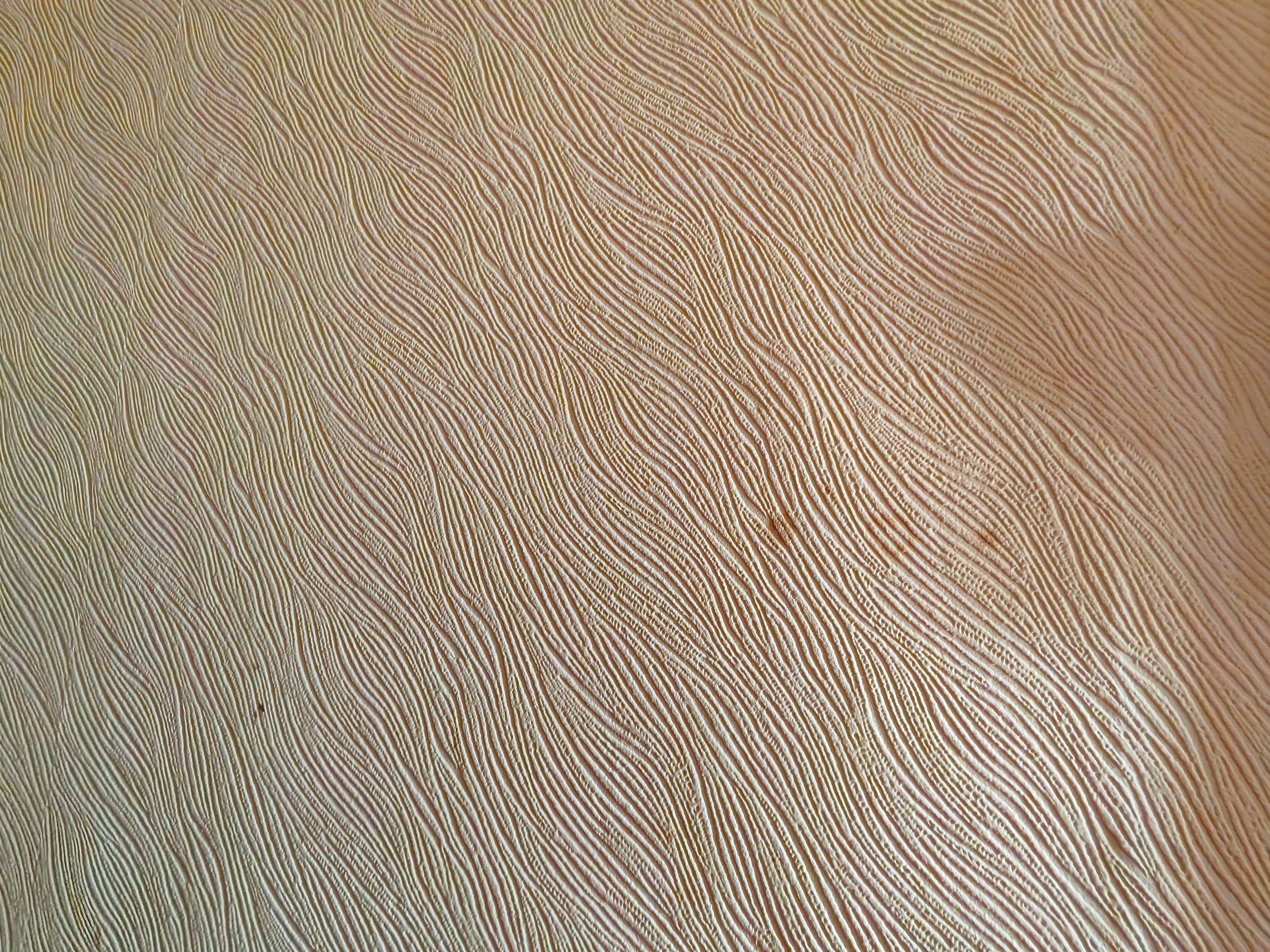 Фото Роза Ветров