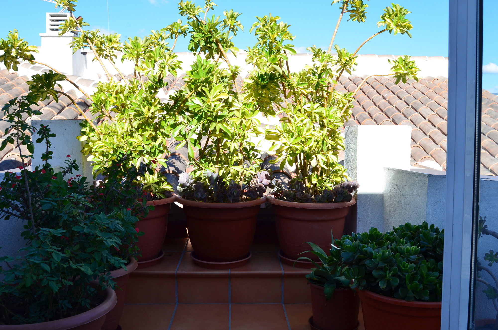 Фото Apartamentos San Pablo