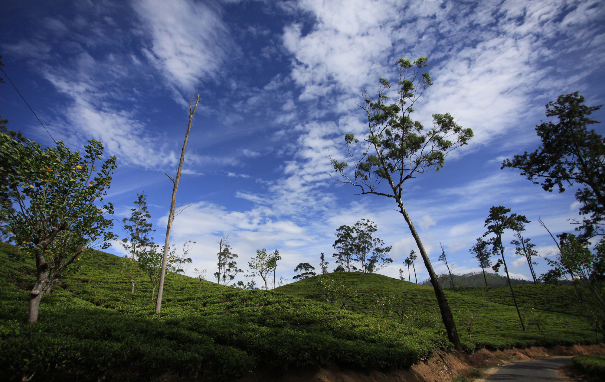 Фото Ella Eco Lodge