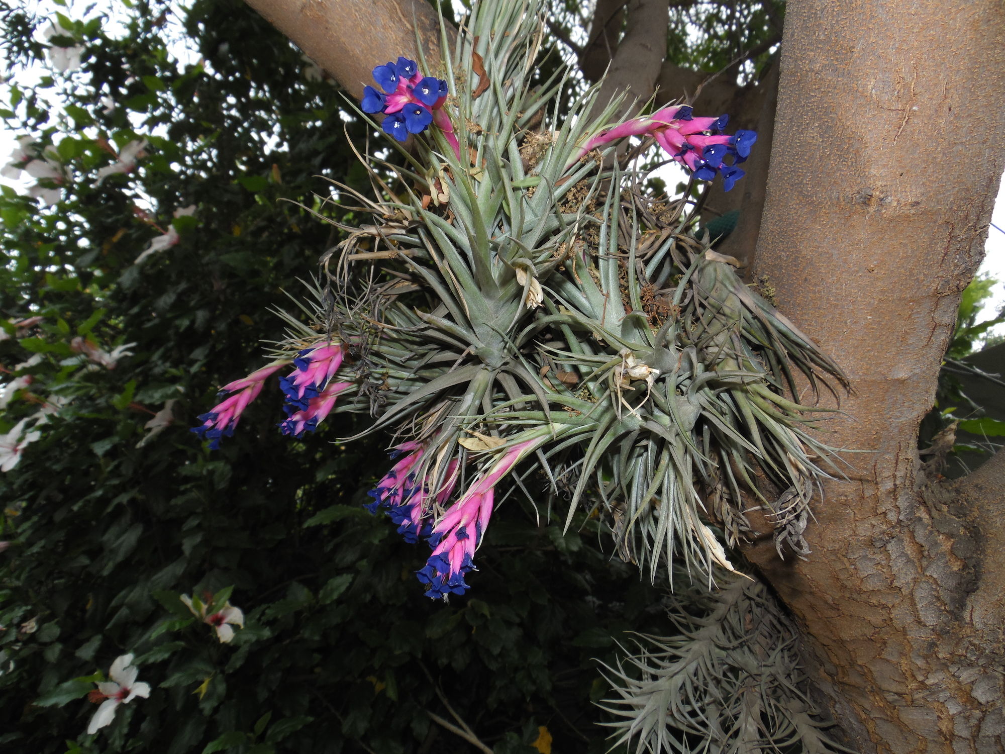 Фото Blackheath Manor Guest House