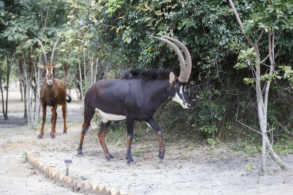 Фото Mokorro Game Ranch and Lodge