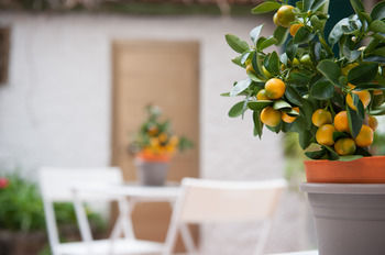 Фото Piccarda Bed and Breakfast