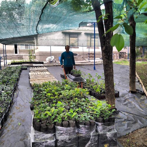 Sera ve bahçe ürünleri Pomul Vieții, Kişinev, foto