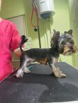 Свой Грумер (улица Назукина, 15), salón de mascota, peluquería de animales