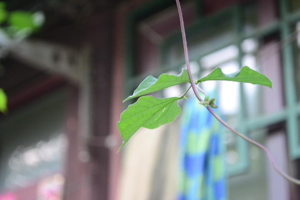 Фото Plum Blossom