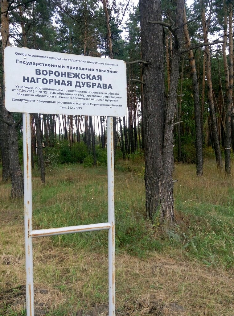 Карта воронежской нагорной дубравы