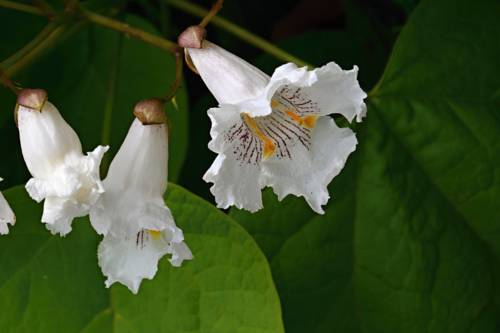 Фото Penzion pri Kastieli Betliar