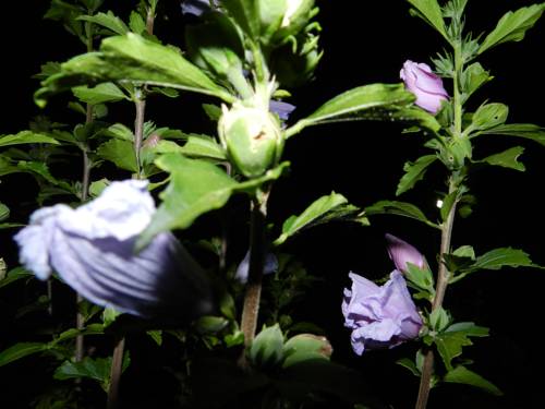 Фото Il Vecchio Frantoio