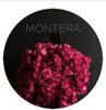 Montera - Галерея цветов