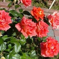 Гостевой дом Вилла Тобиас в Калининграде