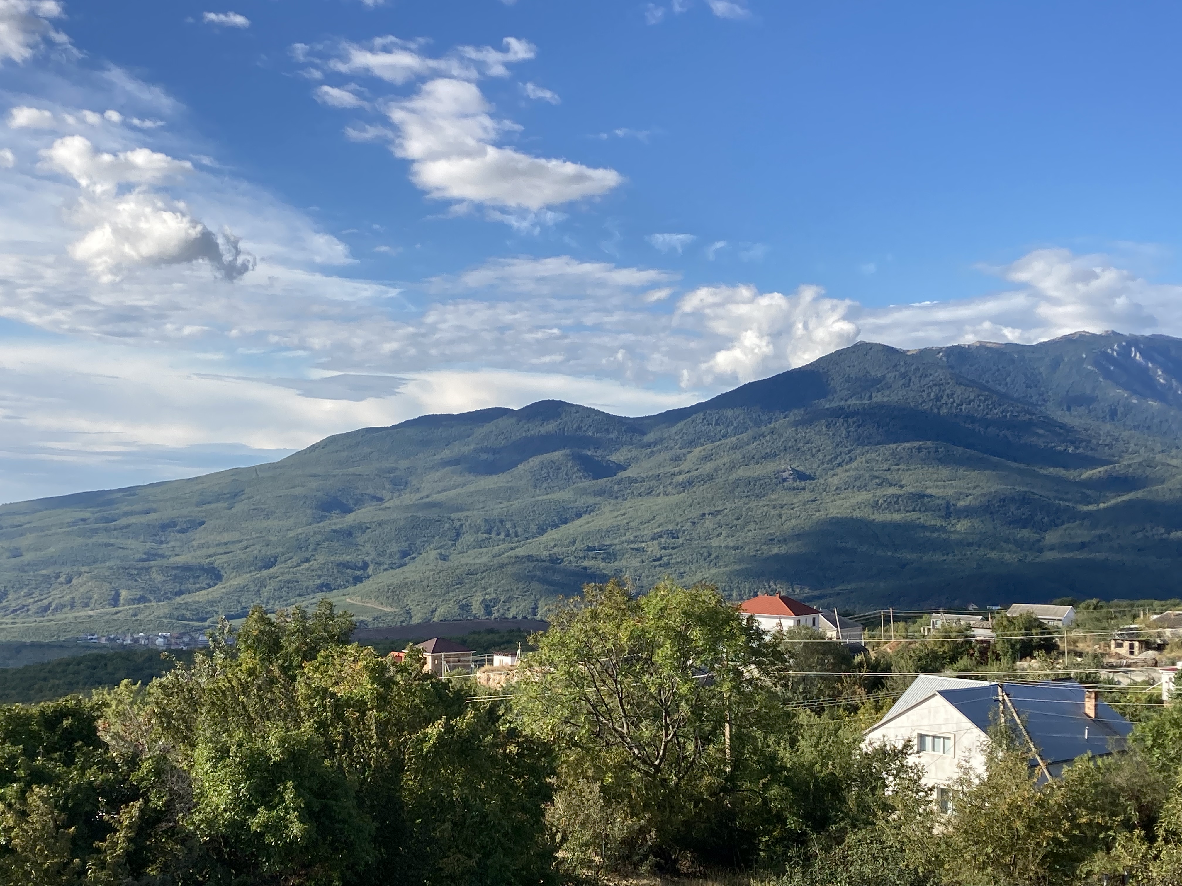 Фото Горная лаванда