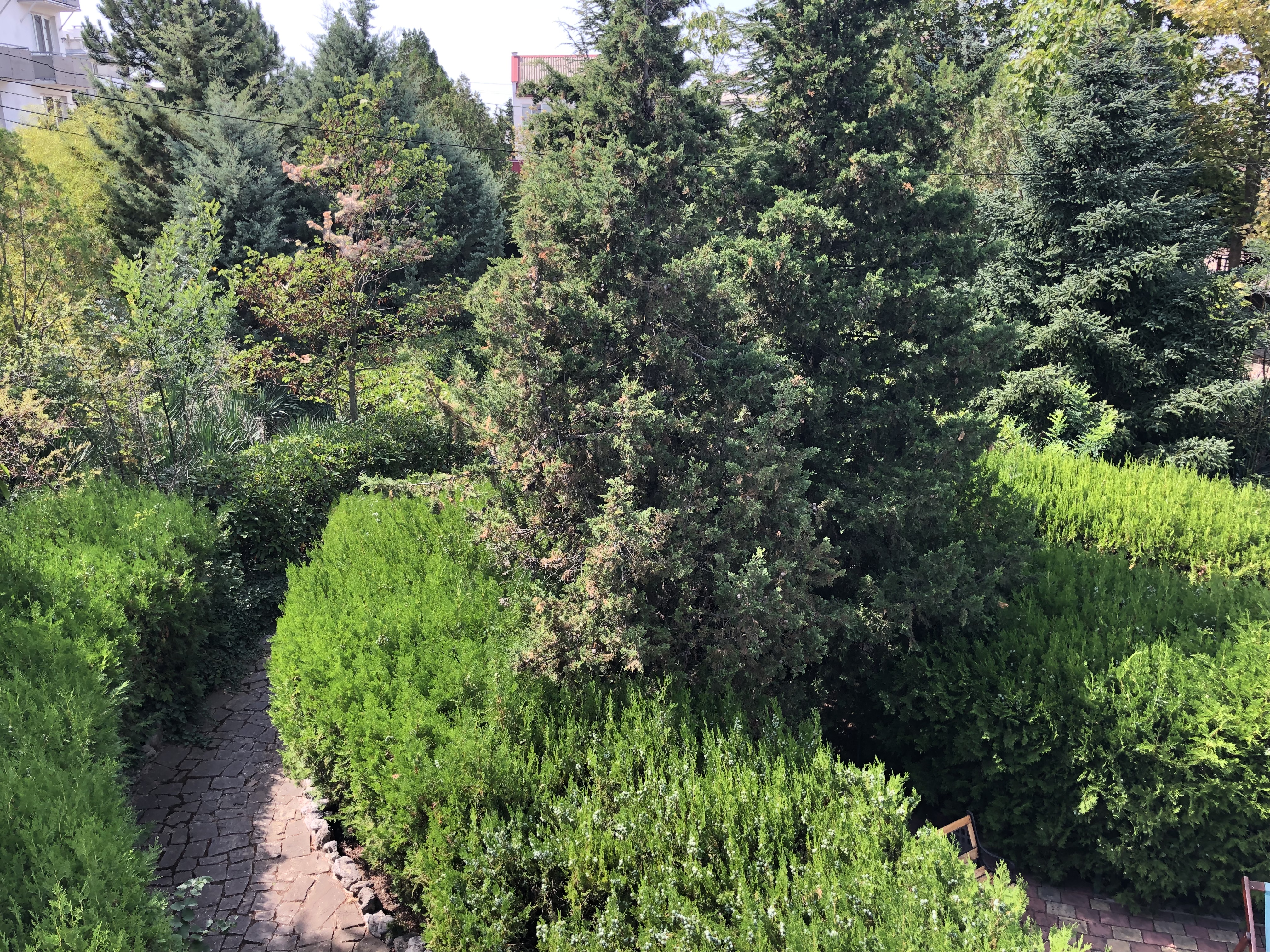 Фото Афалина