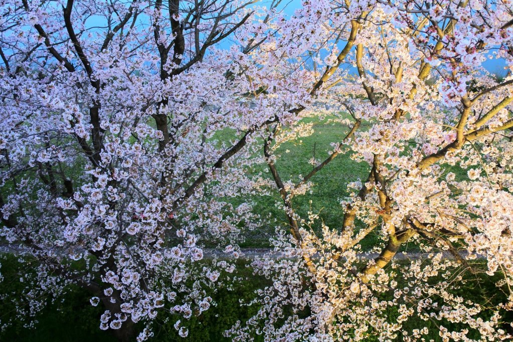 Фото Hotel Dressy -Adults Only