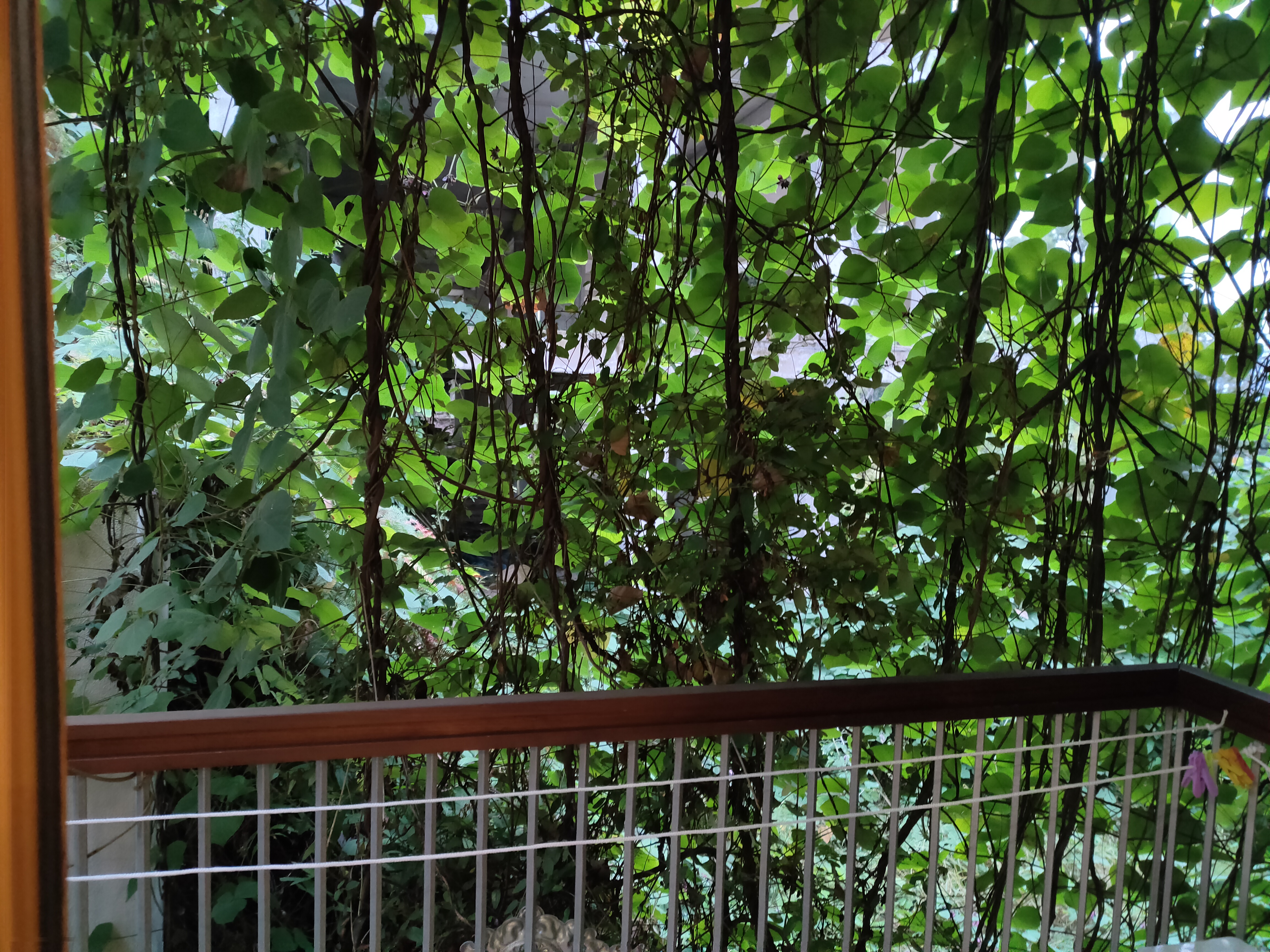 Фото Пальма