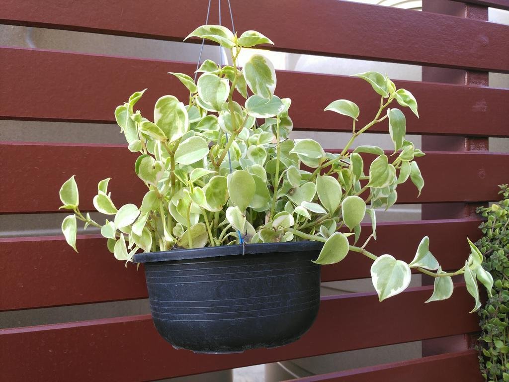 Фото Cm Garden