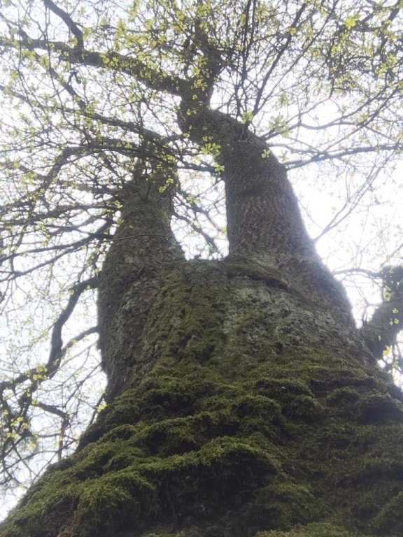 Фото Mary Card's Coach House