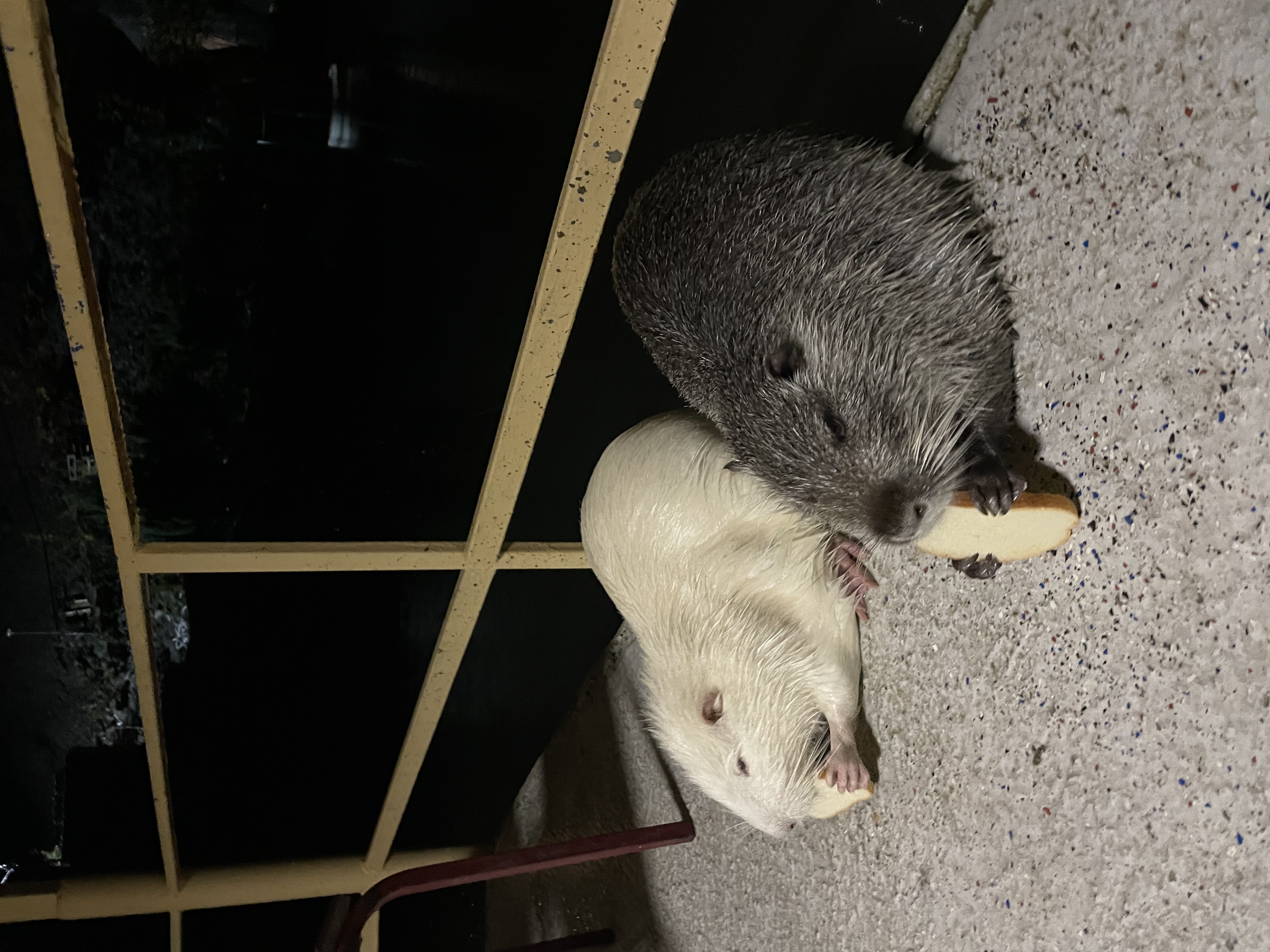 Фото Монастырская изба