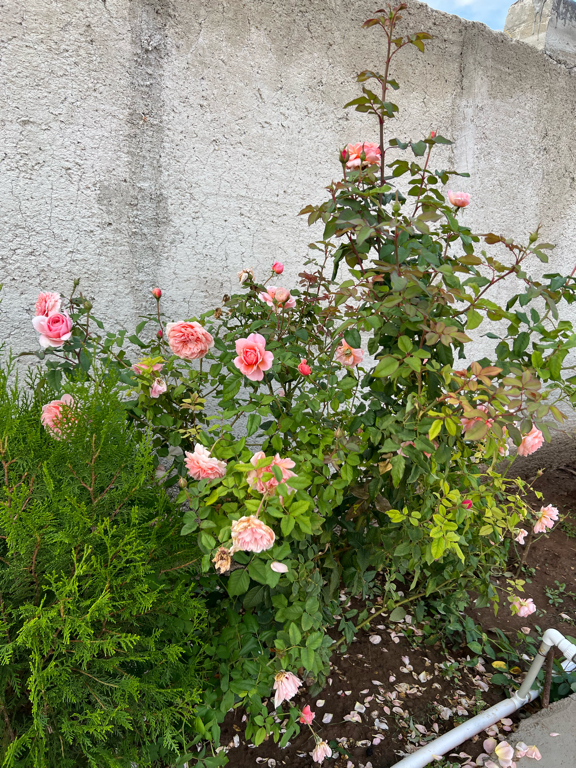 Фото Oasis Eco - House