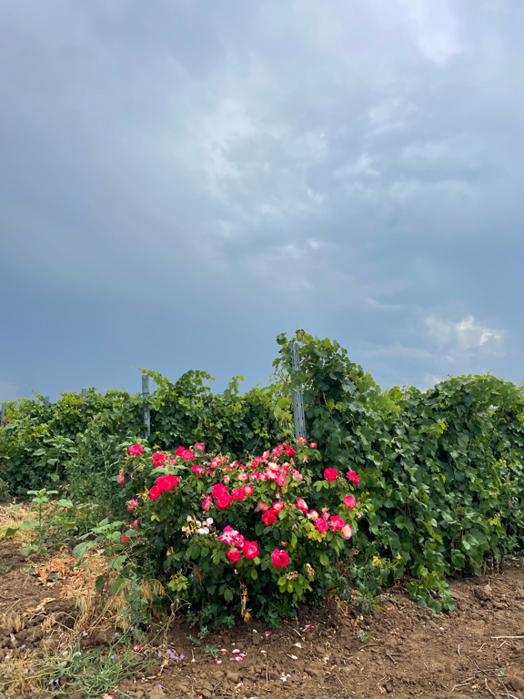 Фото Усадьба Саркел