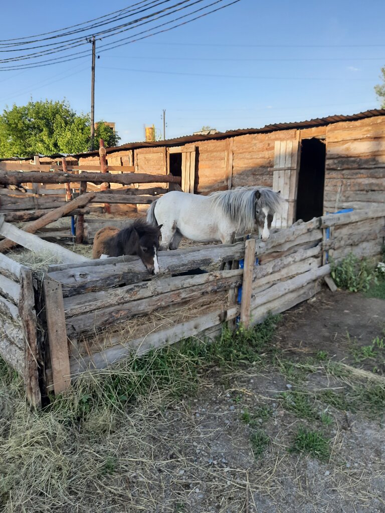 Ипподром Серебряное Копытце, Копейск, фото