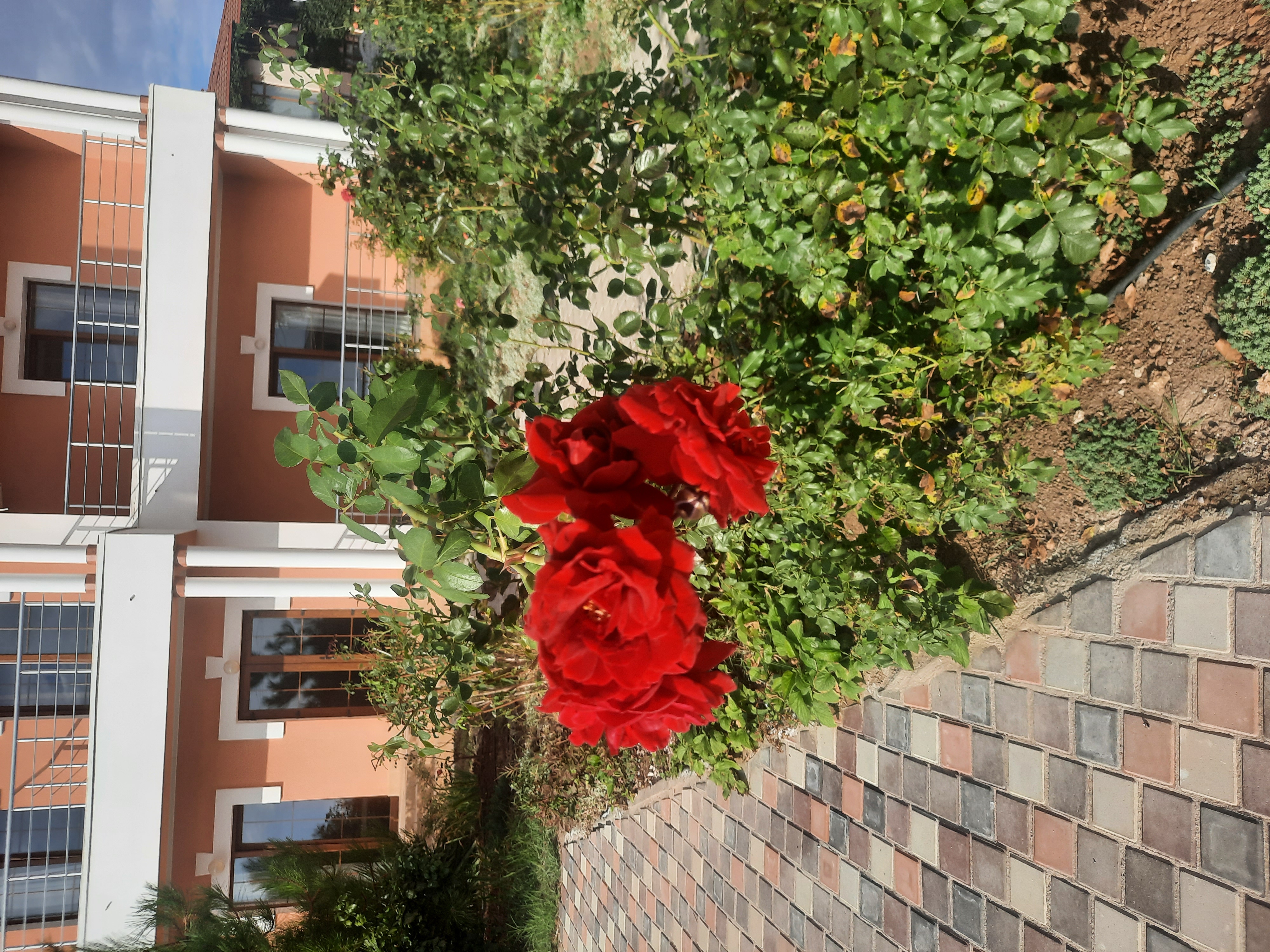 Фото Альтера