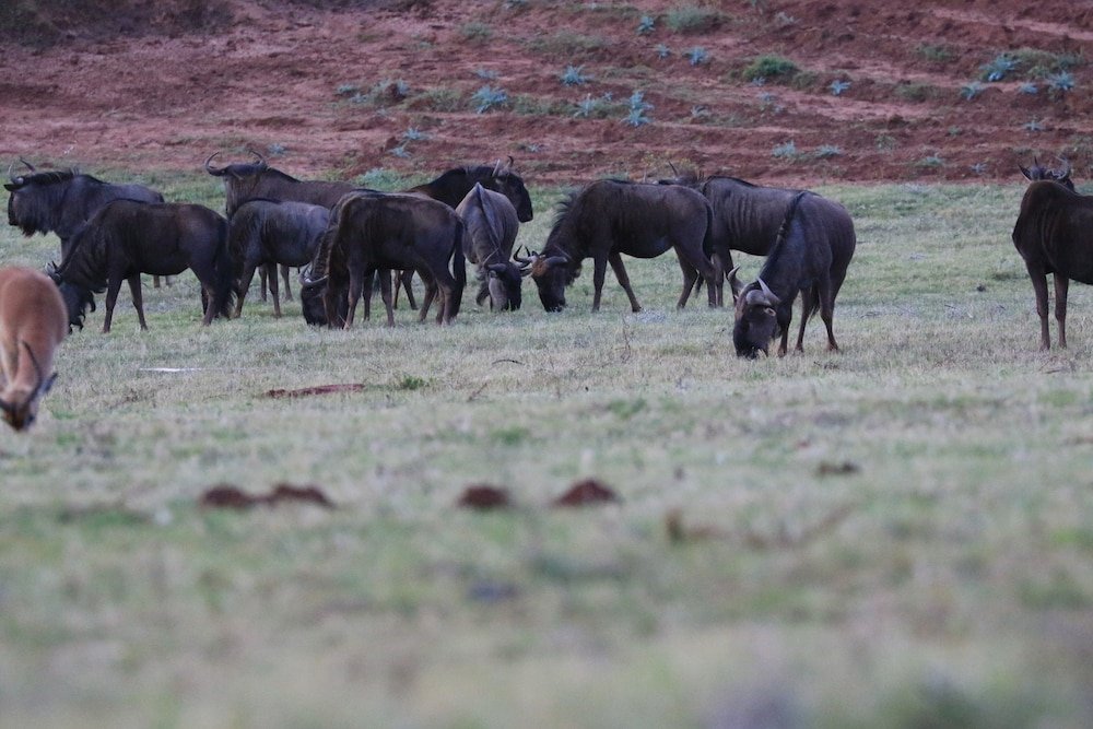 Фото Intle Game Lodge