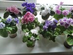 Fialki (Volgo-Donskaya ulitsa, 4), flower shop