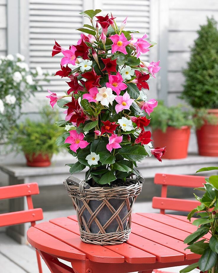 Дипладения цветок уход в домашних условиях фото Цветы для дачи, flower shop, Obninsk, Belkinskaya Street, 46Б - Yandex Maps