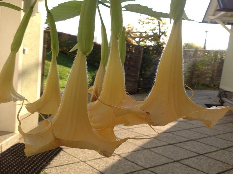 Фото Ajo Apartments Danube